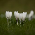 Krokusy – jak uprawiać je we własnym ogrodzie?
